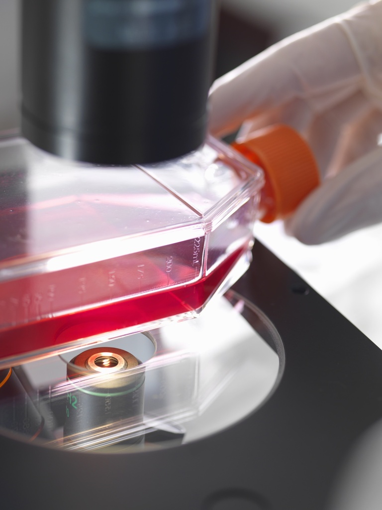 SARS-CoV-2 Spike Protein Mutant (V483A) Cell Line