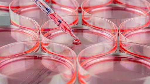 [SK-STEM-163] Immortalized Rat Hair Follicle Stem Cells