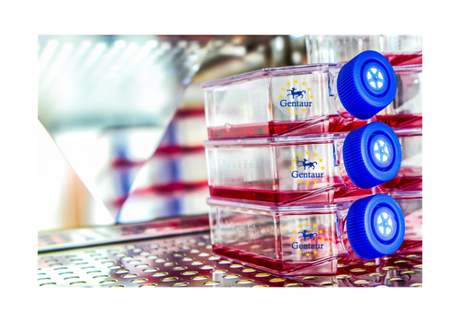 [GEN-CSI003Rb01-500k] Primary AC Cell, Rabbit