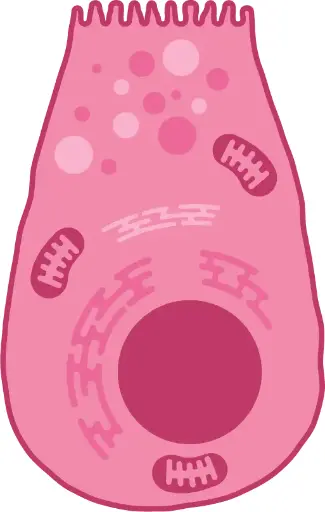 [0037-30066-50] Apoptotic, Necrotic and Healthy Cells Quantitation Kit Plus, 50 assays